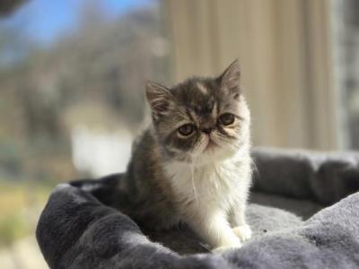 Persian Female Tortoiseshell Kitten - Persian - Gallery Photo #1