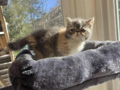 Exotic Shorthair Female Tortoiseshell Kitten - Exotic - Gallery Photo #1