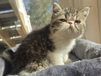 Exotic Shorthair Male Black Tabby Kitten Kitten - Exotic - Gallery Photo #1