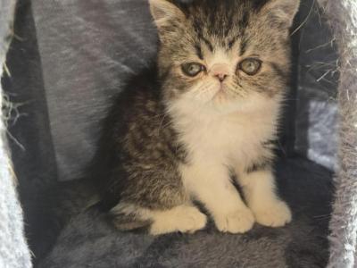 Exotic Shorthair Male Black Tabby Kitten Kitten - Exotic - Gallery Photo #1