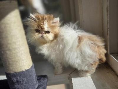 Persian Male White Red Long Fur Kitten - Persian - Gallery Photo #1