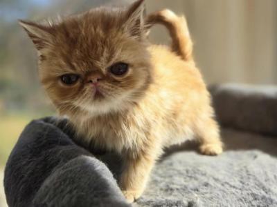 Exotic Shorthair Male Red Kitten - Exotic - Gallery Photo #1