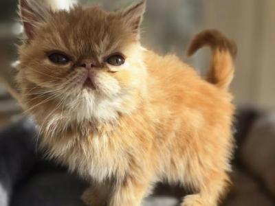 Exotic Shorthair Male Red Kitten - Exotic - Gallery Photo #1