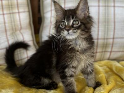 Brielle - Maine Coon - Gallery Photo #1