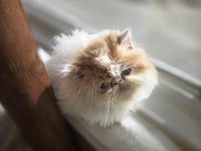 Exotic Shorthair Male White Red Long Fur Kitten - Exotic - Gallery Photo #1