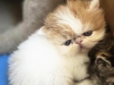 Exotic Shorthair Male White Red Long Fur Kitten - Exotic - Gallery Photo #1