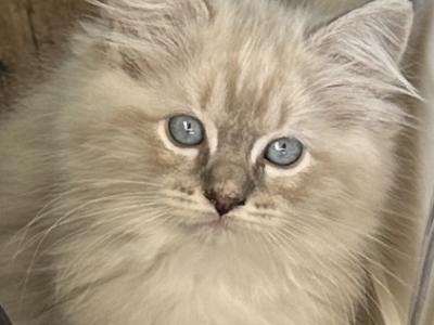 Sierra - Ragdoll - Gallery Photo #1