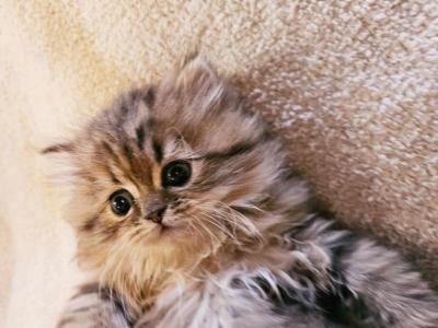 Golden Chinchilla Persian Ragdolls S - Persian - Gallery Photo #1