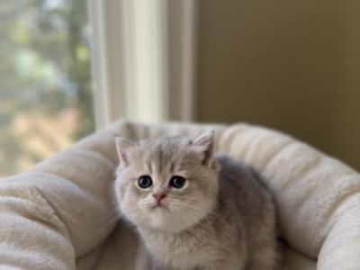 Daisy - British Shorthair - Gallery Photo #1