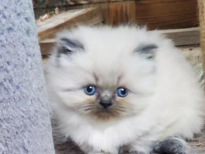 CFA Himalayan Kittens - Himalayan - Gallery Photo #1