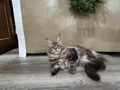 Gabby - Maine Coon - Gallery Photo #1