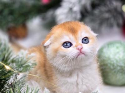 Belinda - Scottish Fold - Gallery Photo #1