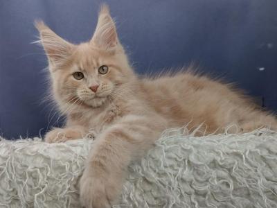 Lis - Maine Coon - Gallery Photo #1