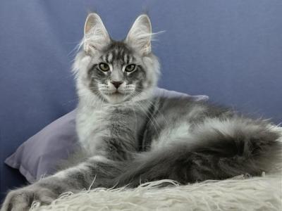 Kosmos - Maine Coon - Gallery Photo #1