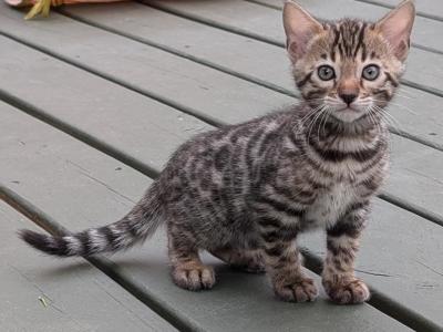 Vinny The Bengal Kitten - Bengal - Gallery Photo #1