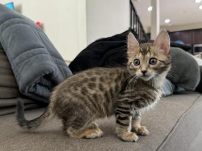 Cashmere Female - Bengal - Gallery Photo #1