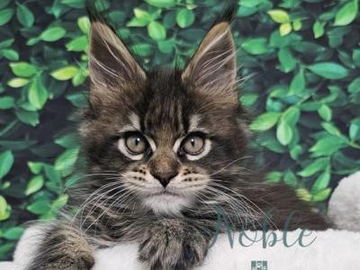 Windsor - Maine Coon - Gallery Photo #1