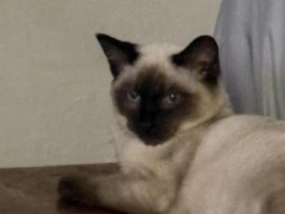 Pearl Litter 2 - Siamese - Gallery Photo #1