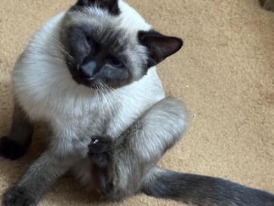 Pearl Litter 3 - Siamese - Gallery Photo #1