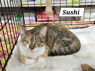 Sushi - Domestic - Gallery Photo #1