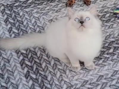 Bruce - Ragdoll - Gallery Photo #1