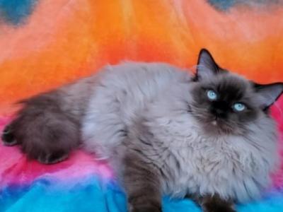 Knox - Ragdoll - Gallery Photo #1