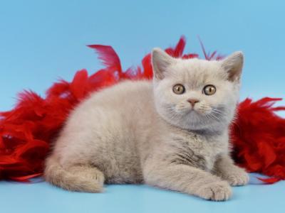 British A Elliot - British Shorthair - Gallery Photo #1