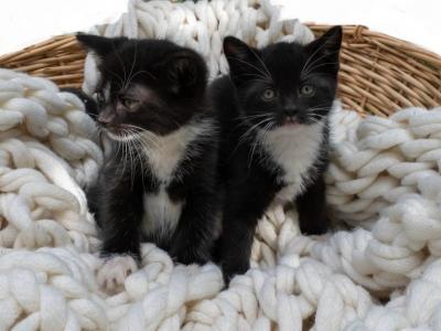 Cute Kittens - Domestic - Gallery Photo #1