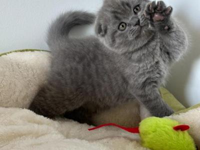 Scottish Fold - Scottish Fold - Gallery Photo #1