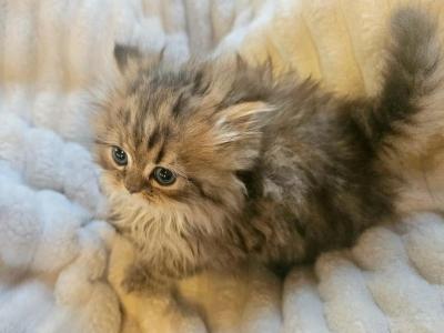 Golden Chinchilla Persian Ragdoll Gold Girl - Persian - Gallery Photo #1