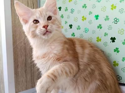 Maine Coon EZ Changbin - Maine Coon - Gallery Photo #1