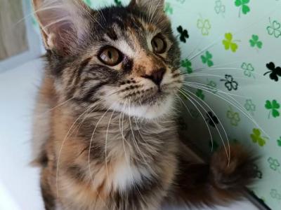 Maine Coon EZ Jaheira - Maine Coon - Gallery Photo #1