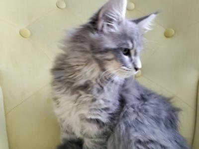 Georgia - Maine Coon - Gallery Photo #1