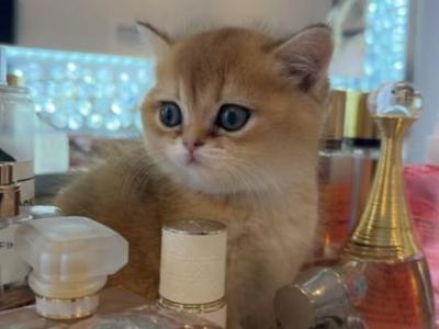 Scottish Straight Golden Cosmo - Scottish Fold - Gallery Photo #1