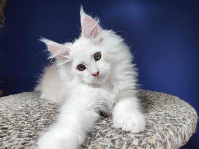 Marvik - Maine Coon - Gallery Photo #1