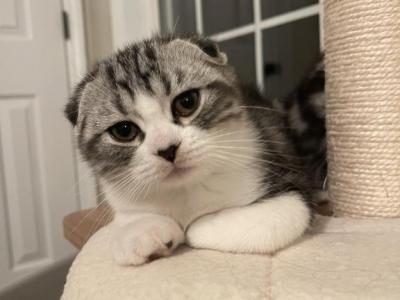 Yoshi - Scottish Fold - Gallery Photo #1