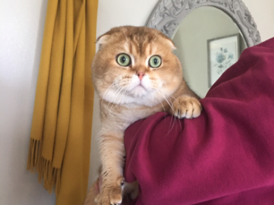 Hercules - Scottish Fold - Gallery Photo #1