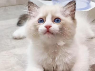 Ohtani - Ragdoll - Gallery Photo #1