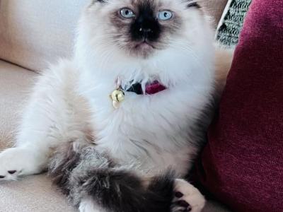 Stella - Ragdoll - Gallery Photo #1