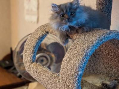 Lovable Persian CFA Registered Kitten - Persian - Gallery Photo #1