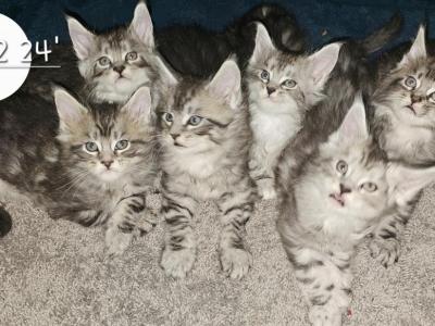 Classic Tabby Onyx - Maine Coon - Gallery Photo #1