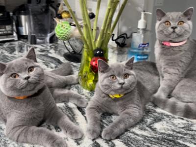 British Shorthair Blue Females - British Shorthair - Gallery Photo #1