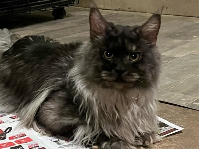 Maxim Smoke Maine Coon Male - Maine Coon - Gallery Photo #1