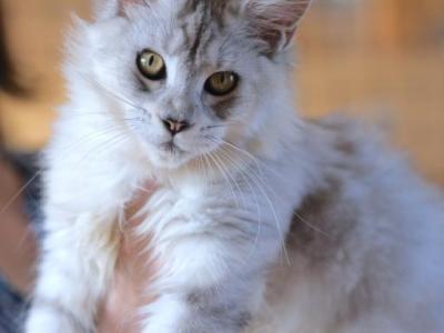 Cleo - Maine Coon - Gallery Photo #1