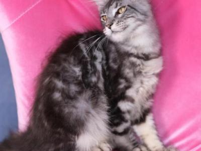 Oliver - Maine Coon - Gallery Photo #1