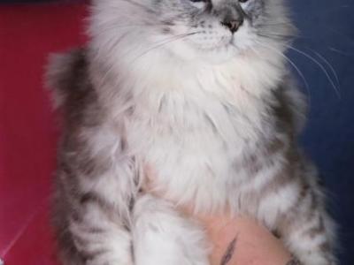 Max - Maine Coon - Gallery Photo #1