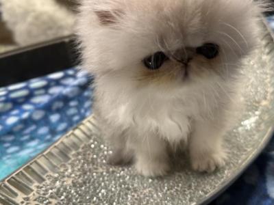 Silver Chinchilla Flat Facedmale Dearheart Lineage - Persian - Gallery Photo #1