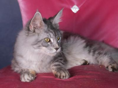 Pearl - Maine Coon - Gallery Photo #1