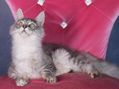 Pearl - Maine Coon - Gallery Photo #1