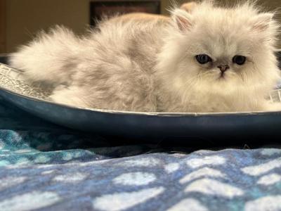 Silver Chinchilla Dollfaced Male - Persian - Gallery Photo #1